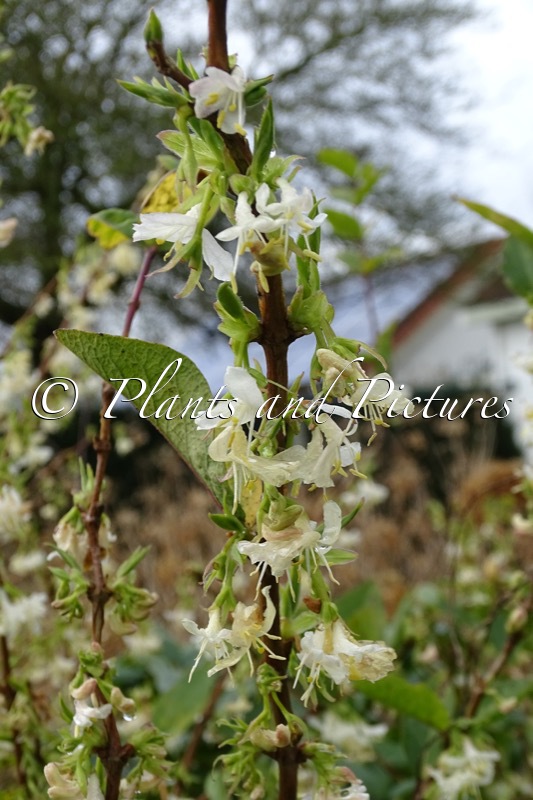 Lonicera purpusii ‘Winter Beauty’