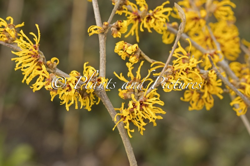 Hamamelis intermedia ‘Evi’