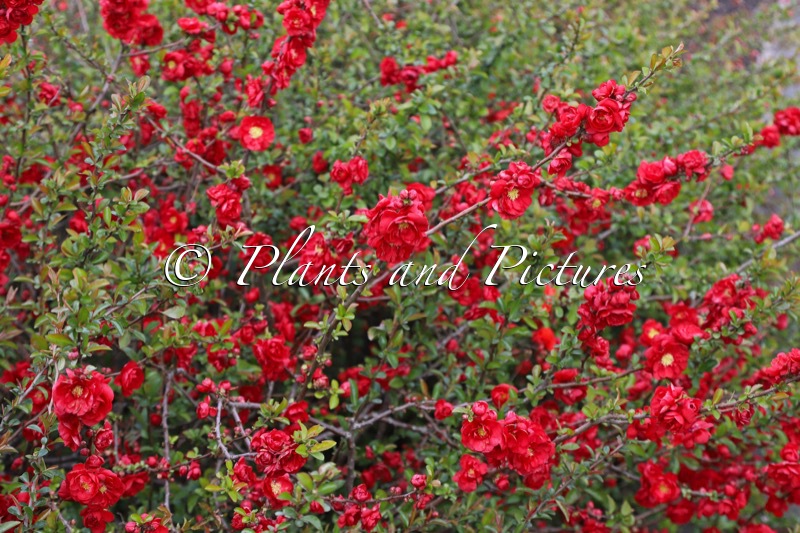 Chaenomeles speciosa ‘Scarlet Storm’