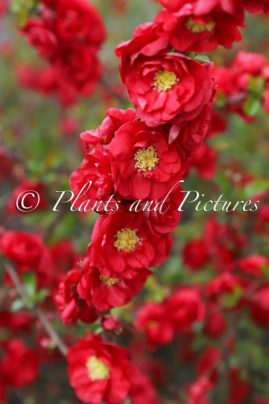 Chaenomeles speciosa ‘Scarlet Storm’