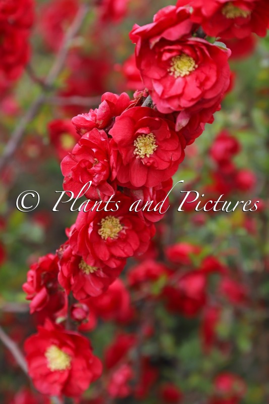 Chaenomeles speciosa ‘Scarlet Storm’