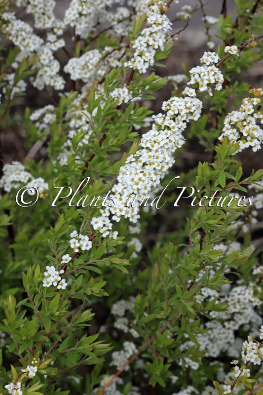 Spiraea cinerea ‘Grefsheim’