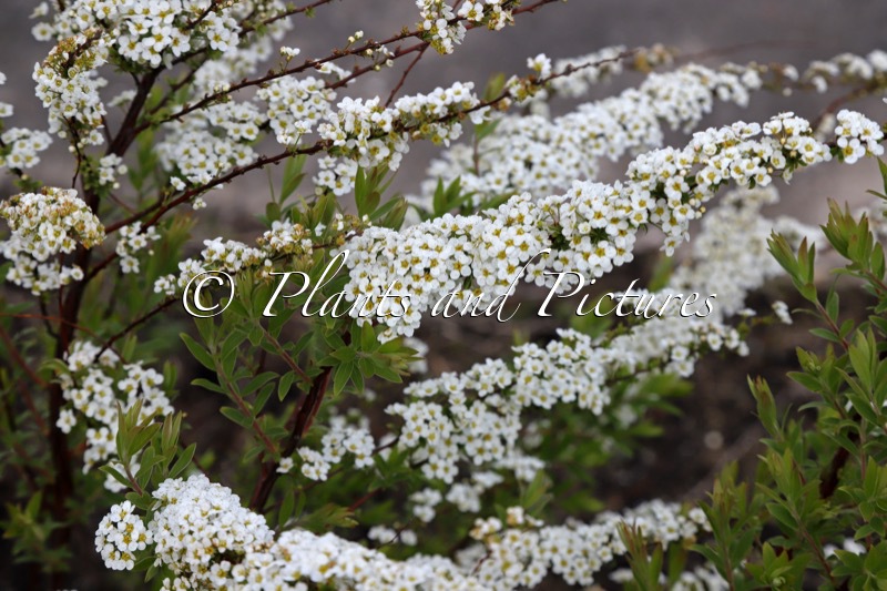 Spiraea cinerea ‘Grefsheim’