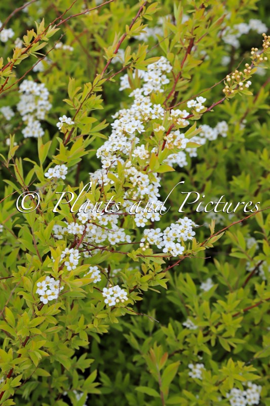 Spiraea cinerea ‘Kaziu’