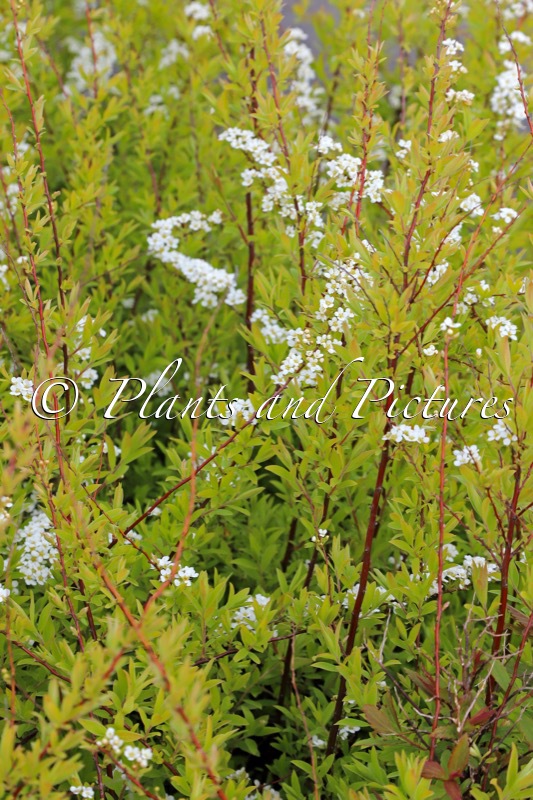 Spiraea cinerea ‘Kaziu’