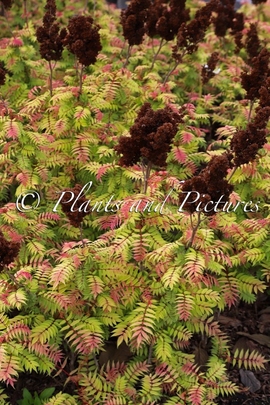 Sorbaria sorbifolia ‘Bococot’ (CHERRY ON TOP)