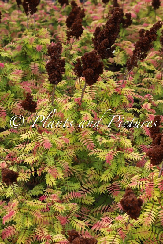 Sorbaria sorbifolia ‘Bococot’ (CHERRY ON TOP)