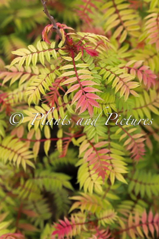 Sorbaria sorbifolia ‘Bococot’ (CHERRY ON TOP)
