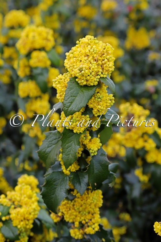 Mahonia aquifolium ‘Smaragd’