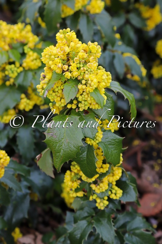Mahonia aquifolium ‘Smaragd’