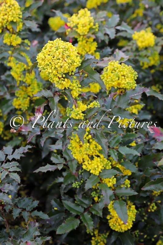 Mahonia aquifolium ‘Golden Pride’