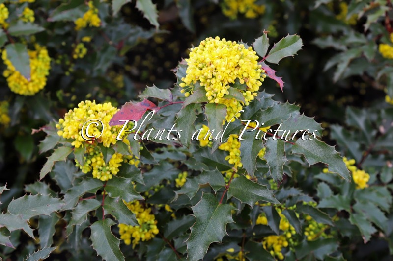 Mahonia aquifolium ‘Golden Pride’