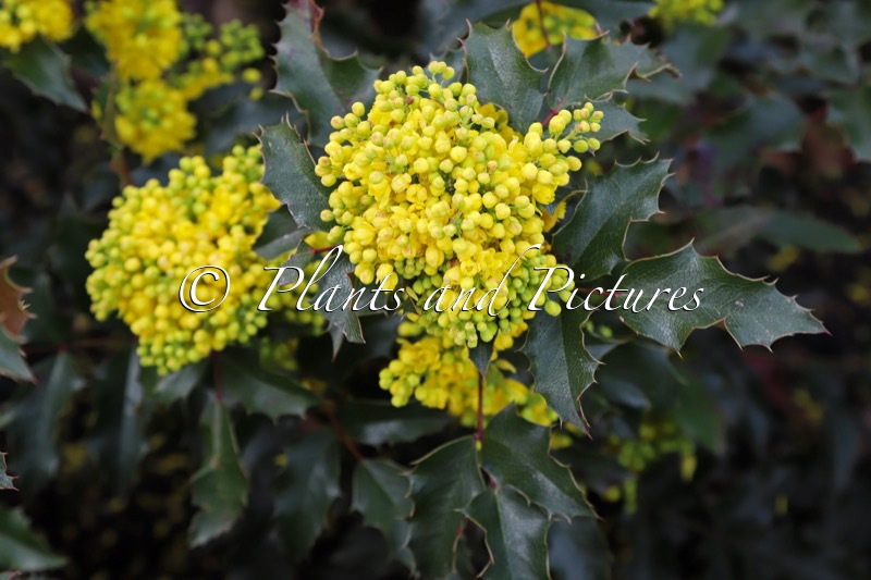Mahonia aquifolium ‘Golden Pride’