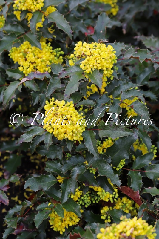 Mahonia aquifolium ‘Marijke’