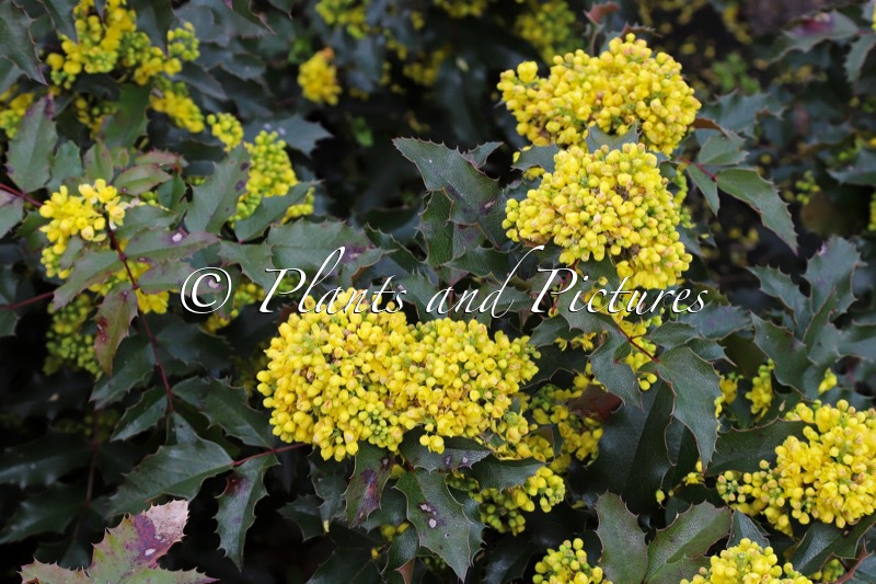 Mahonia aquifolium ‘Marijke’