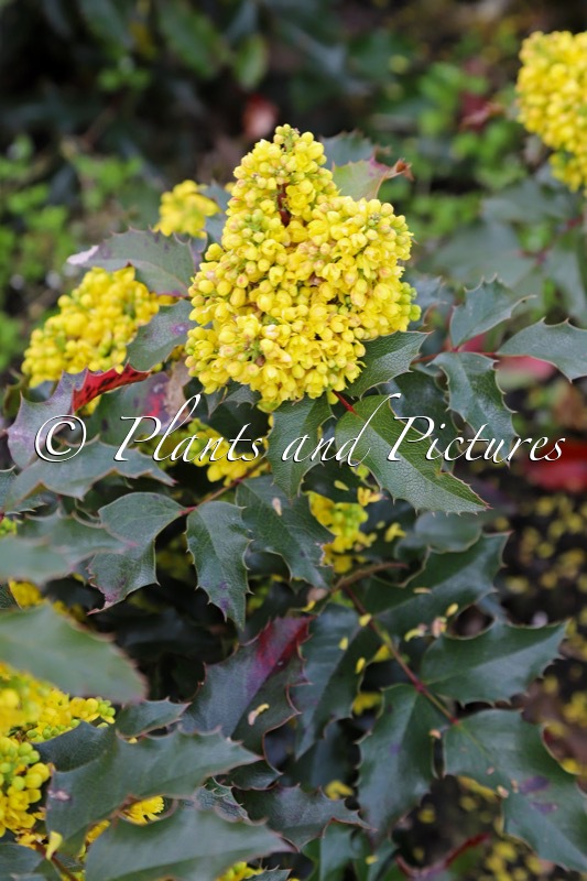 Mahonia aquifolium ‘Marijke’