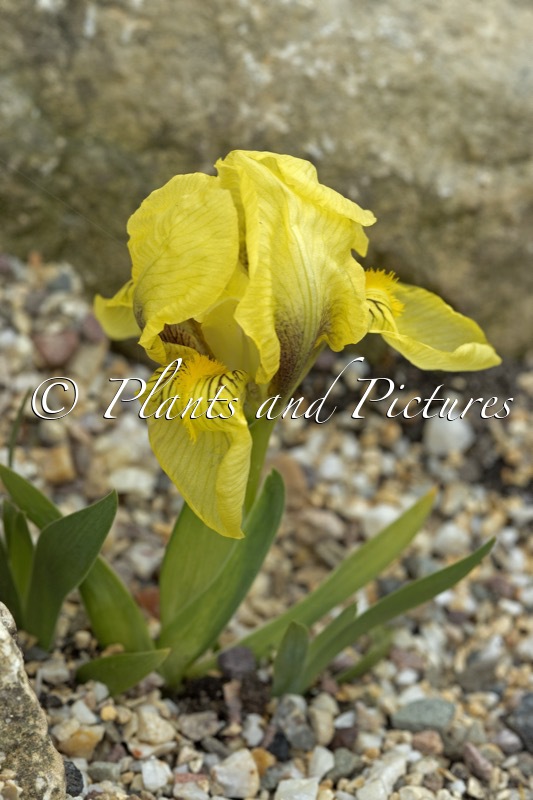 Iris reichenbachii