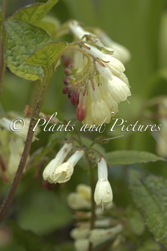 Symphytum grandiflorum