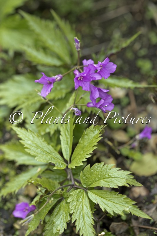 Cardamine glandulifera