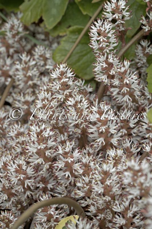 Pachysandra procumbens