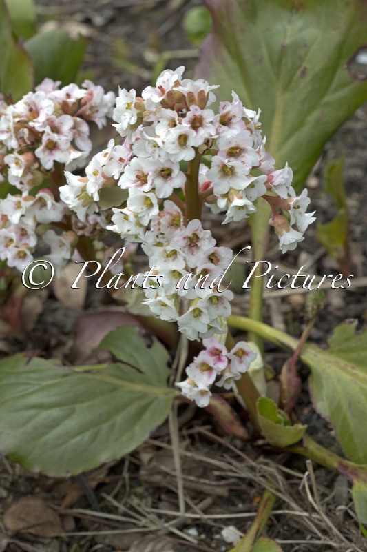 Bergenia ‘Britten’