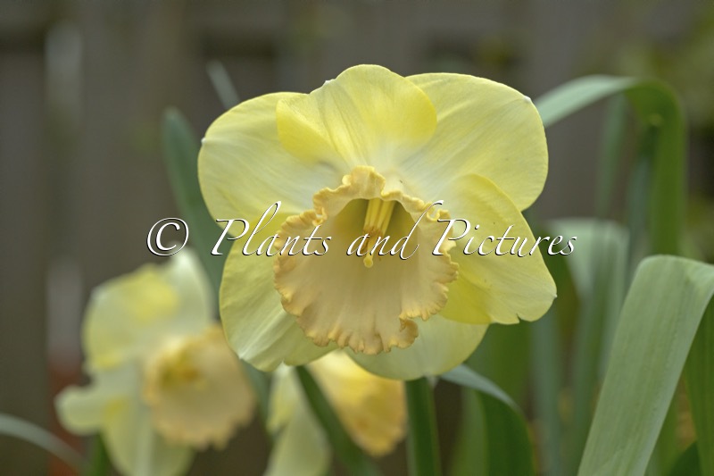Narcissus ‘Camelford’