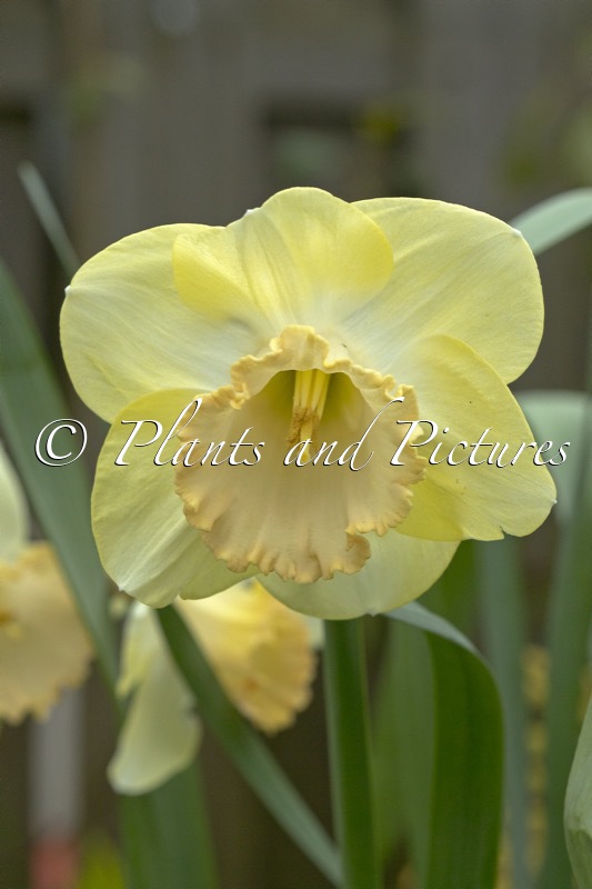 Narcissus ‘Camelford’