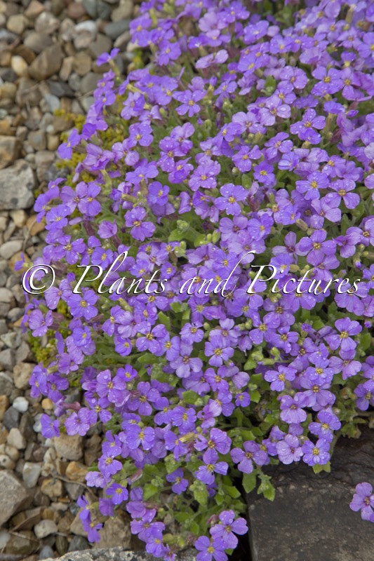 Aubrieta ‘Cascade Blue’