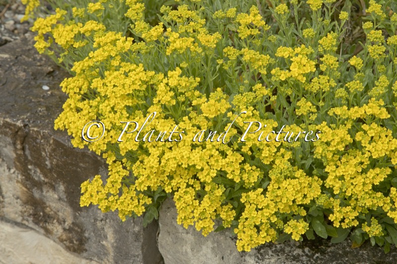 Aurinia saxatilis ‘Summit’