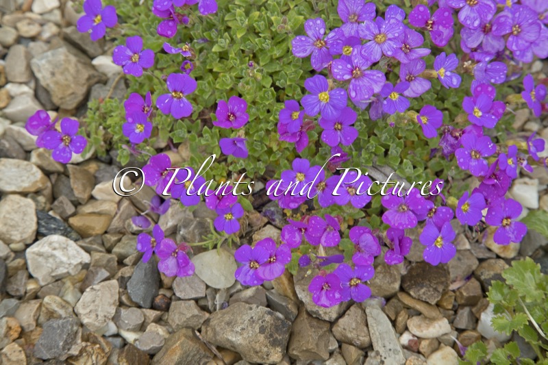 Aubrieta ‘Blaumeise’