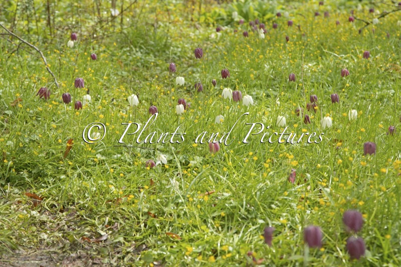 Fritillaria meleagris