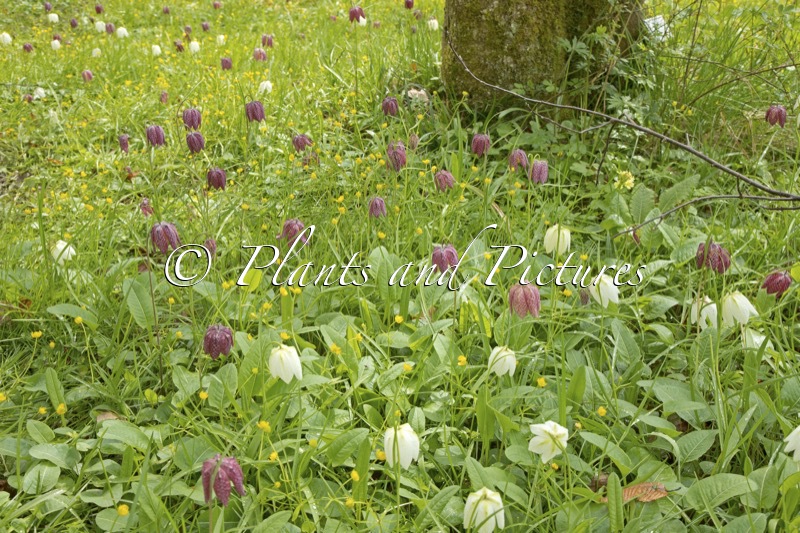 Fritillaria meleagris