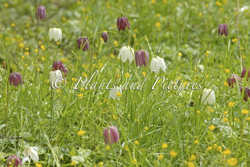 Fritillaria meleagris