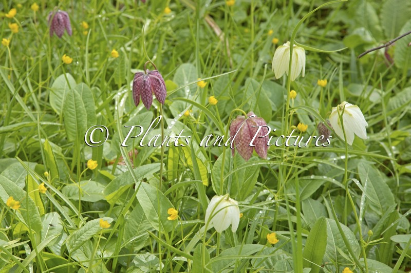 Fritillaria meleagris