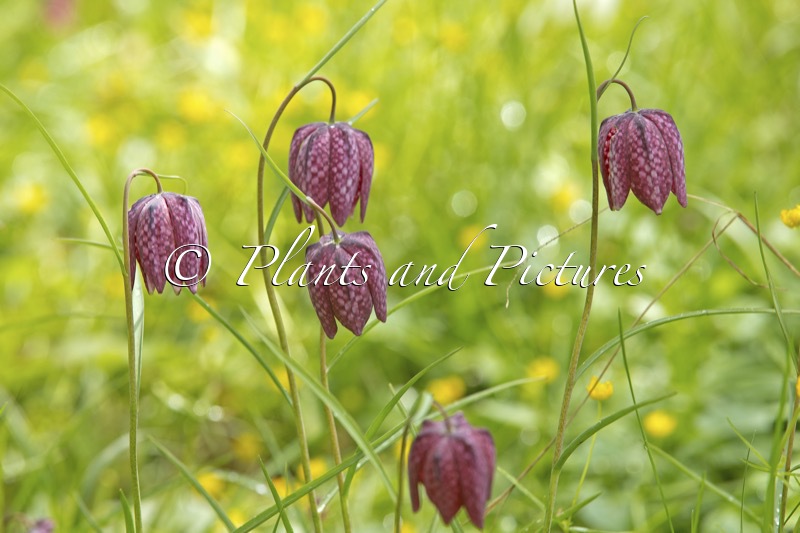 Fritillaria meleagris