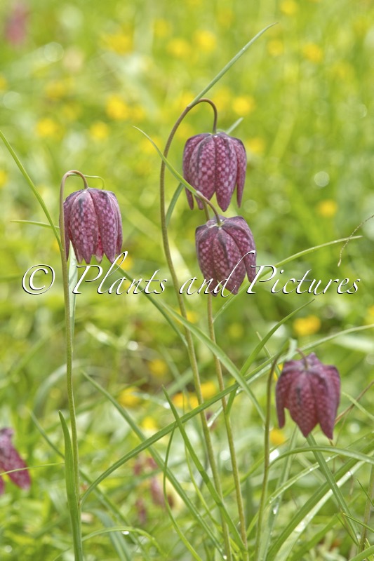 Fritillaria meleagris