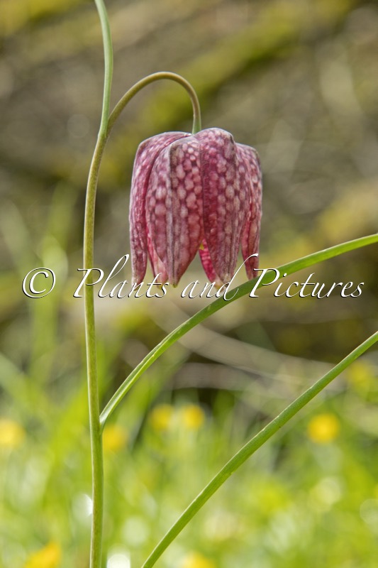 Fritillaria meleagris