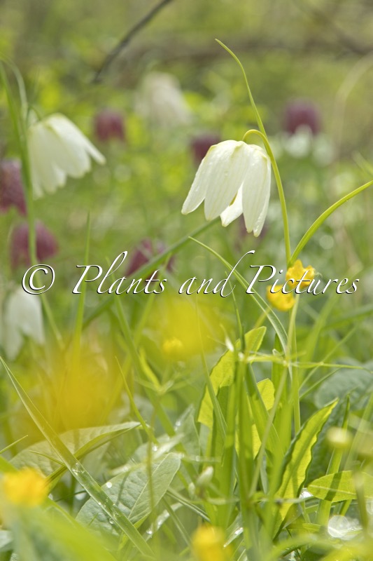 Fritillaria meleagris
