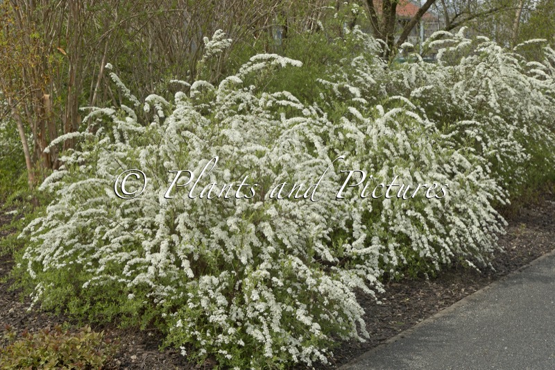 Spiraea arguta