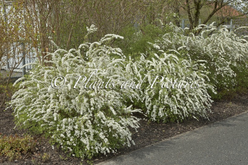 Spiraea arguta