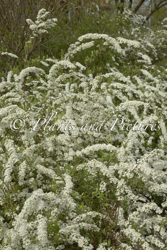 Spiraea arguta