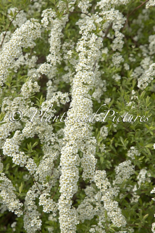 Spiraea arguta