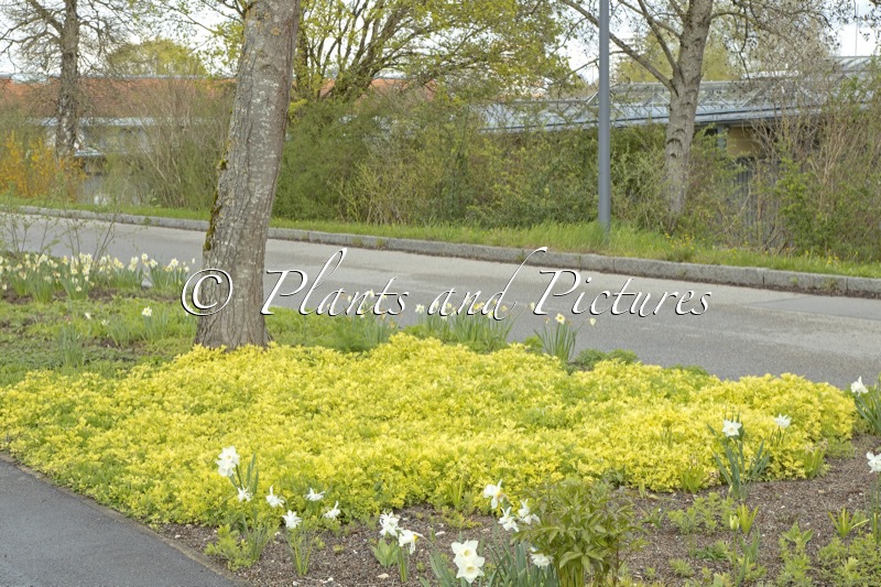 Artemisia vulgaris ‘Janlim’ (ORIENTAL LIMELIGHT)
