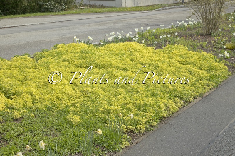 Artemisia vulgaris ‘Janlim’ (ORIENTAL LIMELIGHT)
