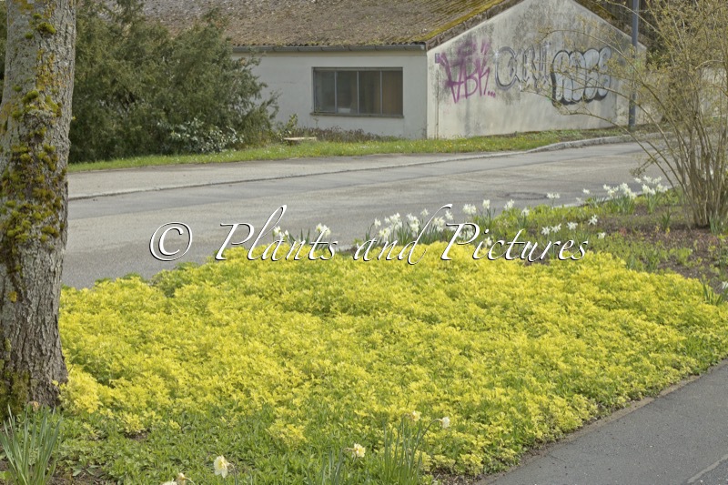 Artemisia vulgaris ‘Janlim’ (ORIENTAL LIMELIGHT)