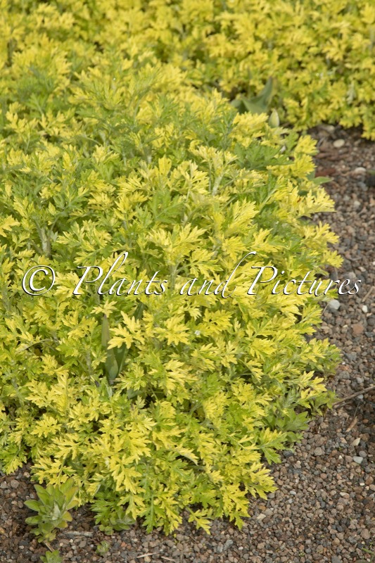 Artemisia vulgaris ‘Janlim’ (ORIENTAL LIMELIGHT)