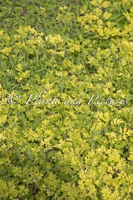 Artemisia vulgaris ‘Janlim’ (ORIENTAL LIMELIGHT)