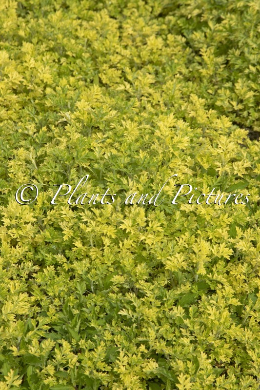Artemisia vulgaris ‘Janlim’ (ORIENTAL LIMELIGHT)