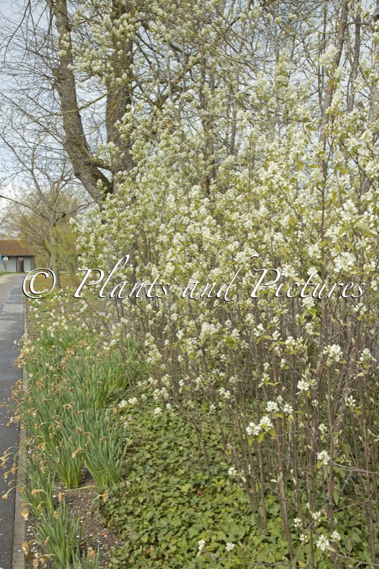 Amelanchier spicata