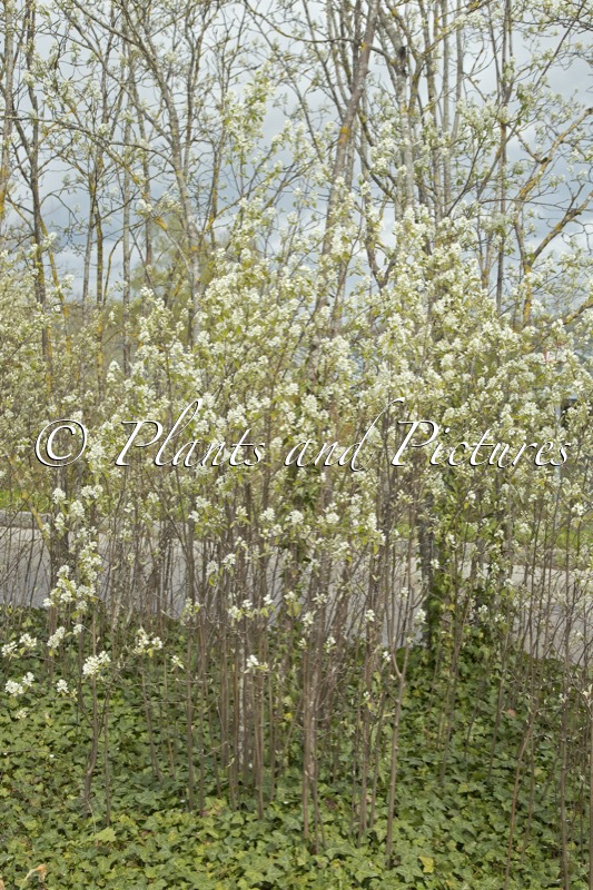 Amelanchier spicata